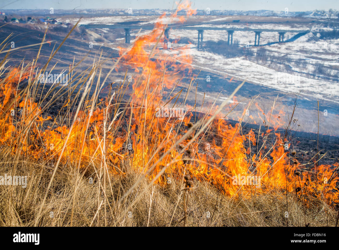 Erba selvatica sul fuoco Foto Stock