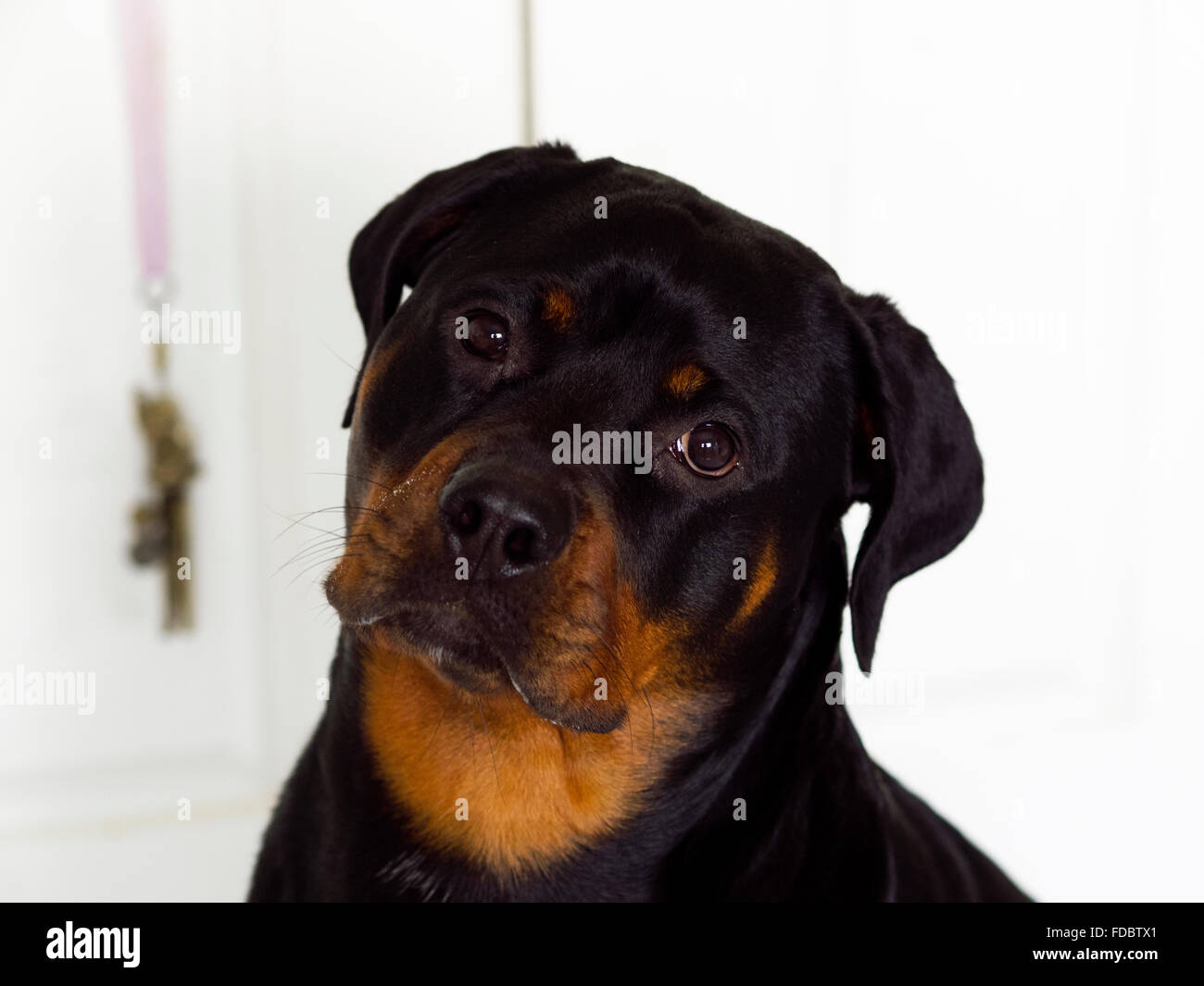 Rottweiler cucciolo tedesco di razza Isabeau Freyja Foto Stock