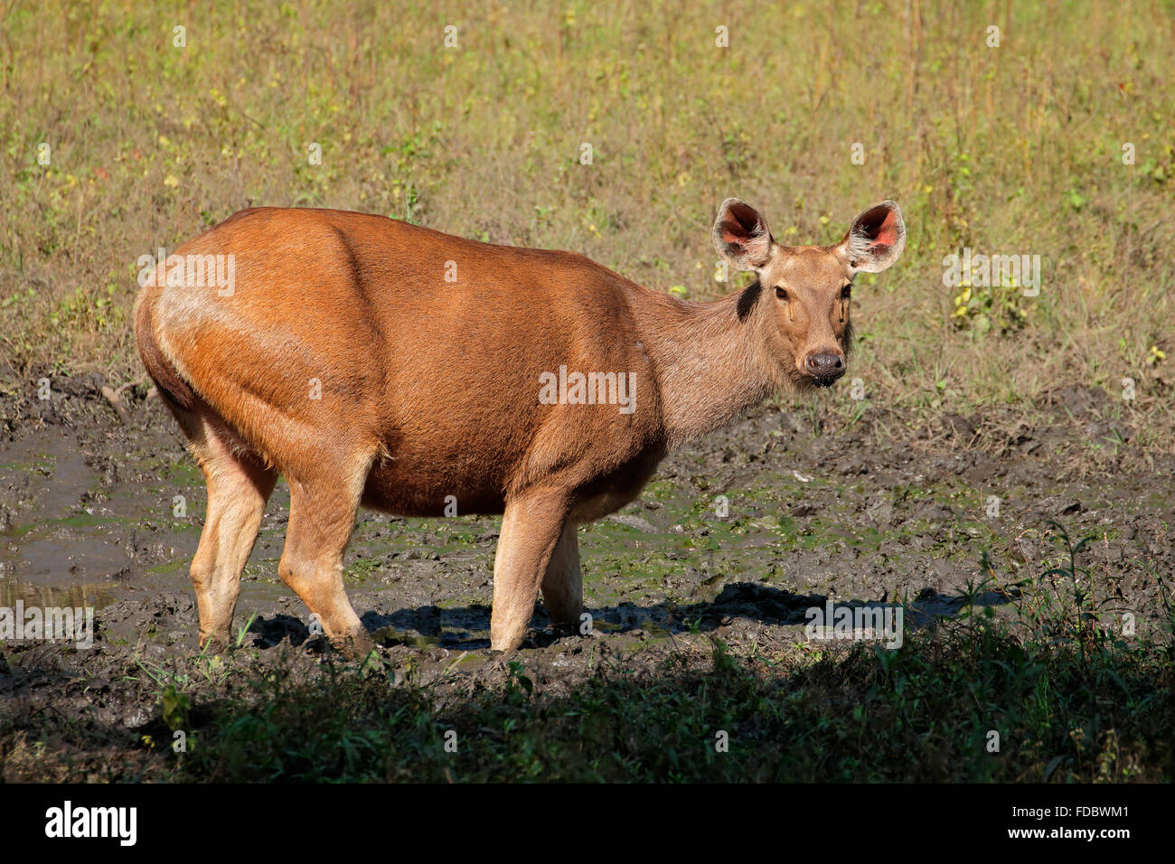 Femmina di cervo sambar (Rusa unicolor), il Parco Nazionale di Kanha, India Foto Stock