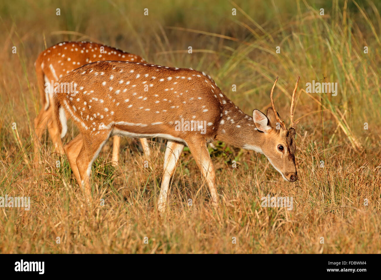 Un giovane maschio avvistato cervi o chital (asse asse), il Parco Nazionale di Kanha, India Foto Stock