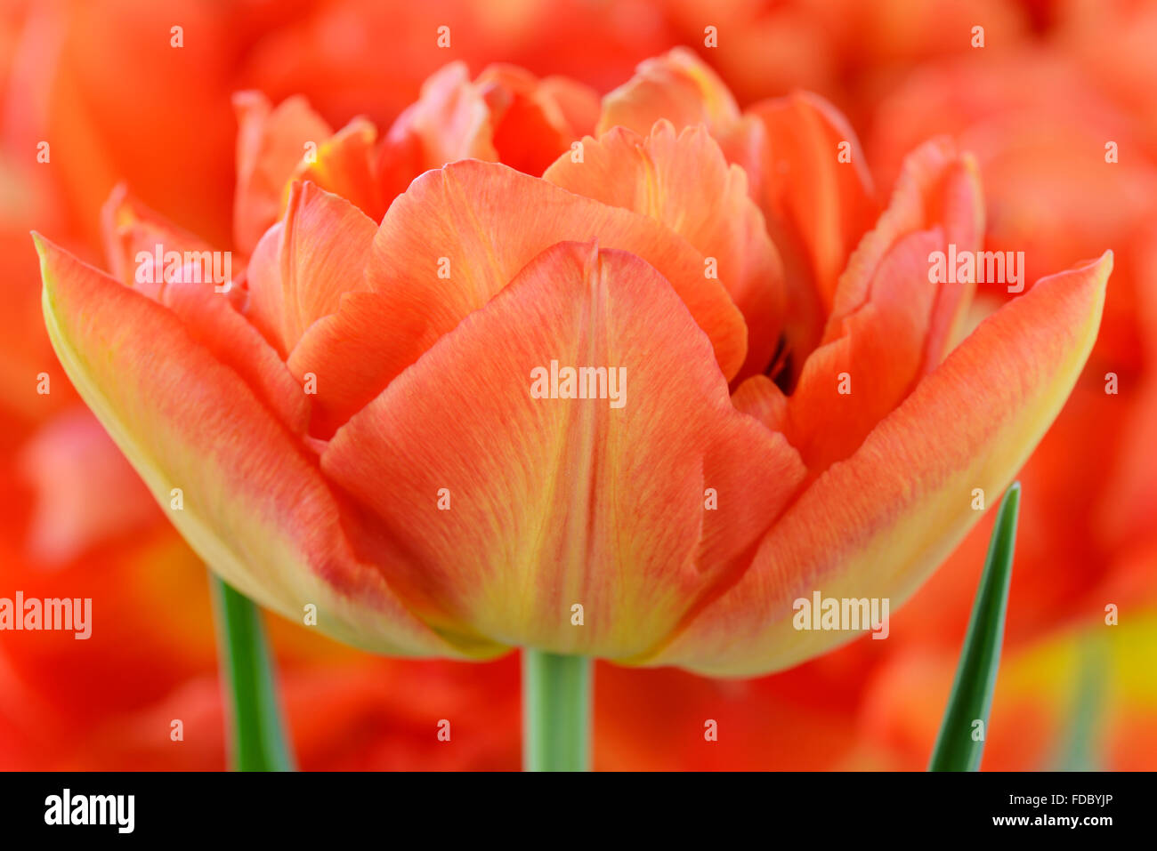 Tulipa 'Monte' Orange Tulip Aprile Foto Stock
