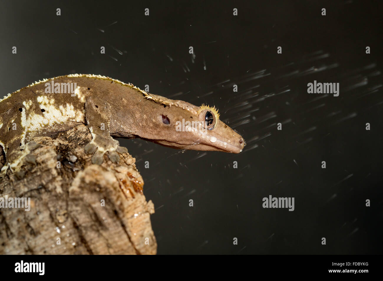 Nuovo Caledonian crested geco Rhacodactylus ciliatus, investito da una doccia di acqua Foto Stock