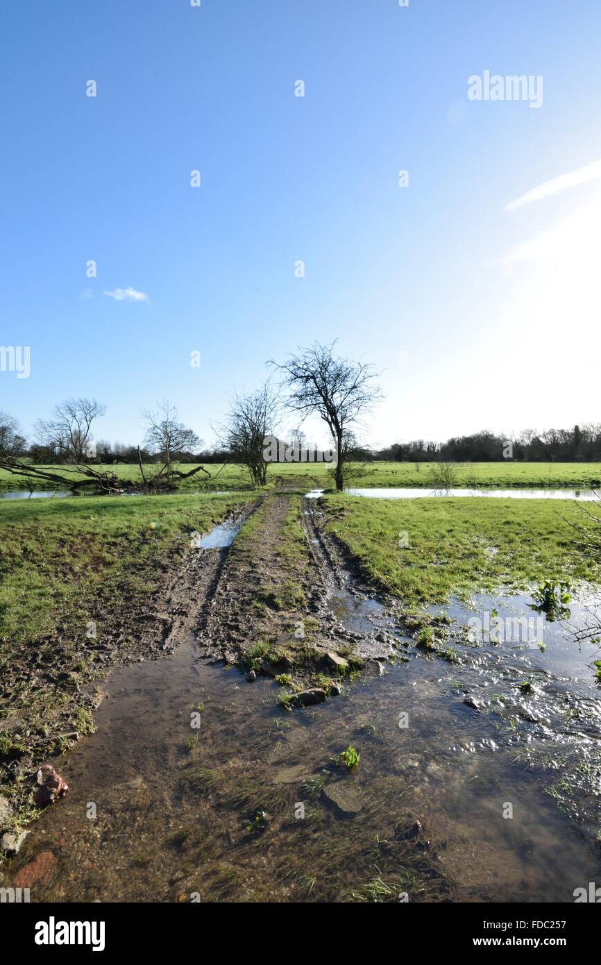 Alberi in campo inondato Foto Stock
