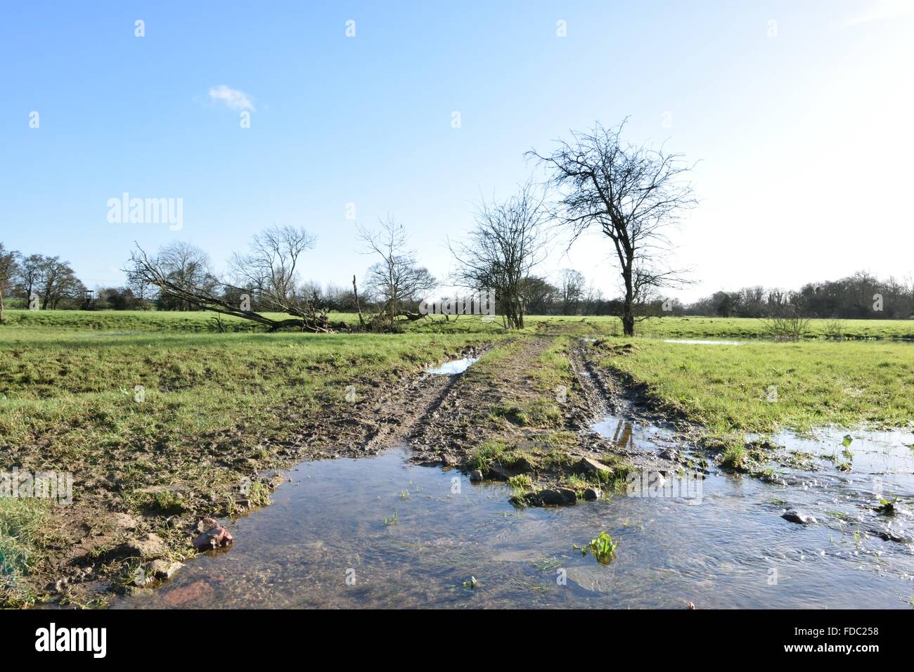 Alberi in campo inondato Foto Stock