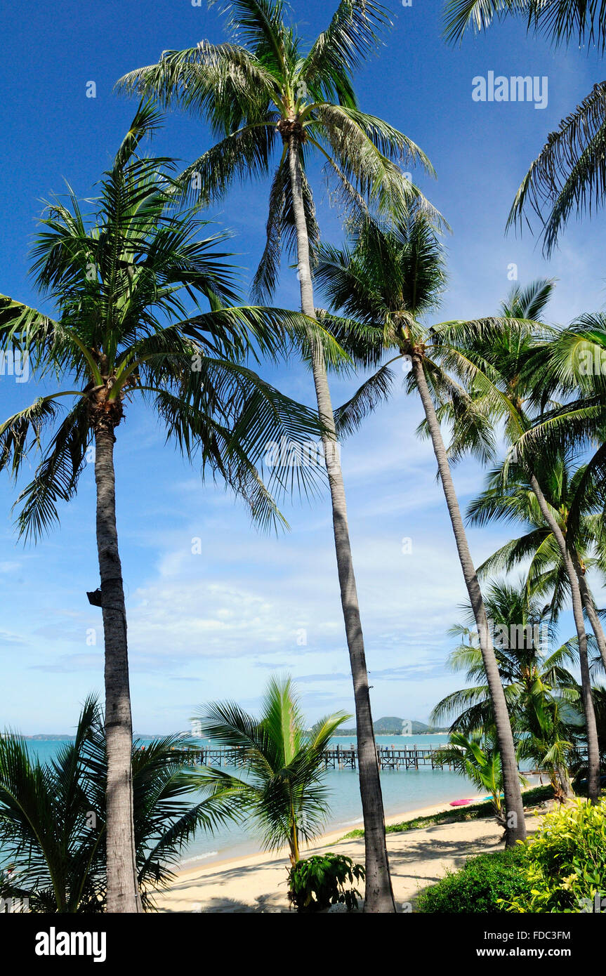 Vista da Coco Palm beach resort,Maenam Beach, Koh Samui, Surat Thani Provincia, Thailandia, Sud-est asiatico Foto Stock