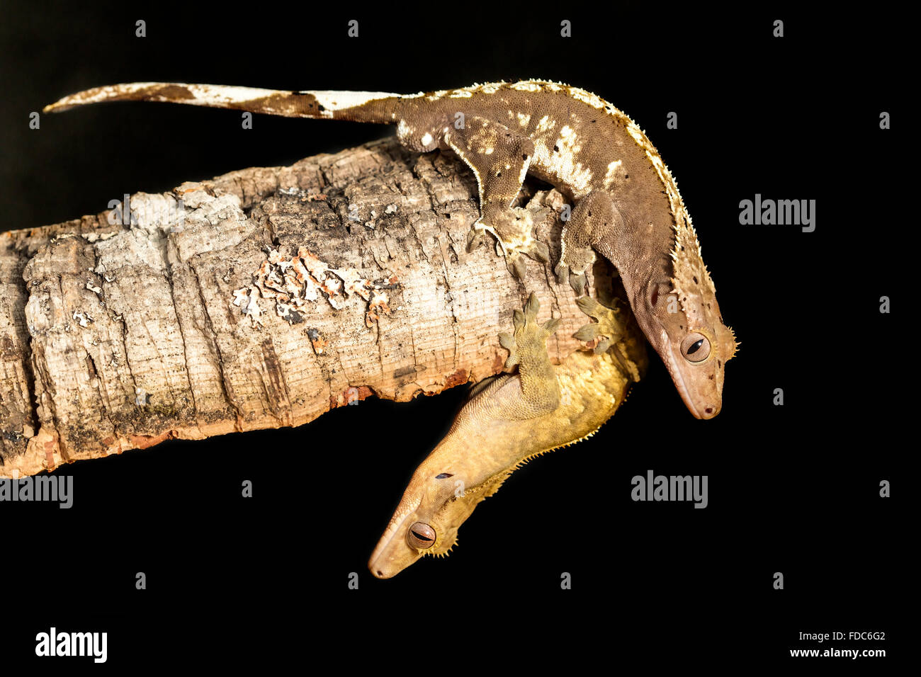 Paio di nuovo Caledonian crested geco Rhacodactylus ciliatus, su un tronco di albero. L'immagine orizzontale. Foto Stock