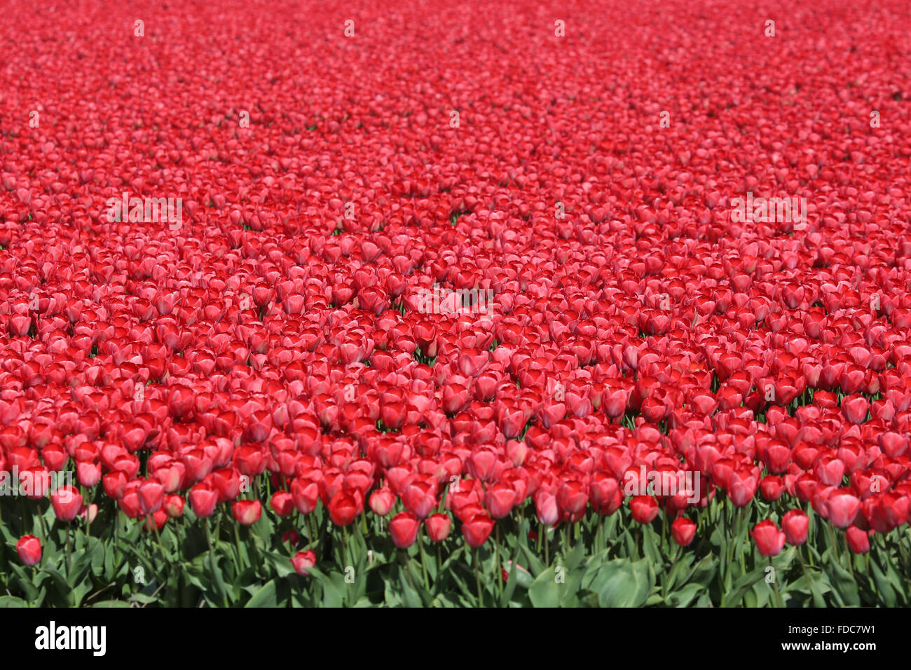 La molla in Paesi Bassi tulip di campo dei fiori rossi fiori tulipani Holland Foto Stock