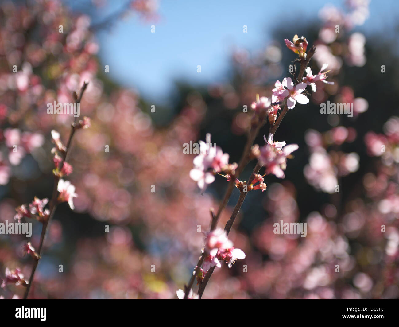 In cerca di polline Sakura Foto Stock