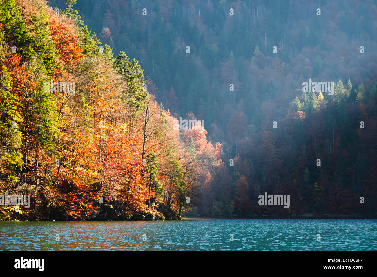 Colori d'autunno foresta con foglie di autunno sulla riva del lago di Königssee nel Parco Nazionale di Berchtesgaden, Baviera, Germania Foto Stock