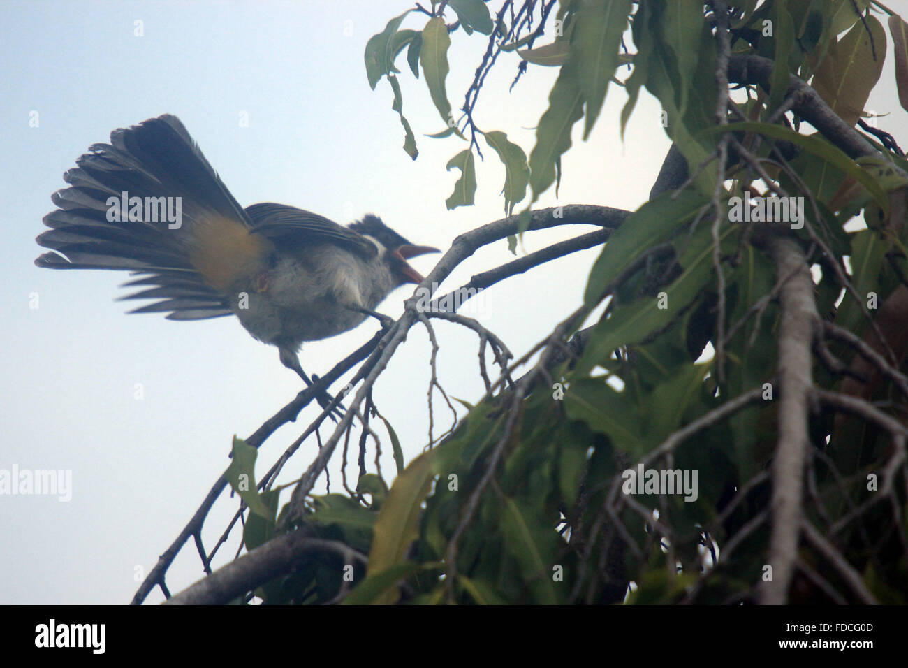 Pekanbaru, Riau, Indonesia. 30 gen, 2016. RIAU, INDONESIA - gennaio 30 : La fuligginosa-intitolata bulbul (Pycnonotus aurigaster) visto a Pekanbaru foresta su gennaio 30, 2016 in Pekanbaru, nella provincia di Riau, Indonesia. Si è trovato in Cambogia, Cina, Hong Kong, Indonesia, Laos, Birmania, Tailandia e Vietnam. Il suo habitat naturale è subtropicale o tropicale umido le foreste di pianura. Credito: Sijori Immagini/ZUMA filo/Alamy Live News Foto Stock