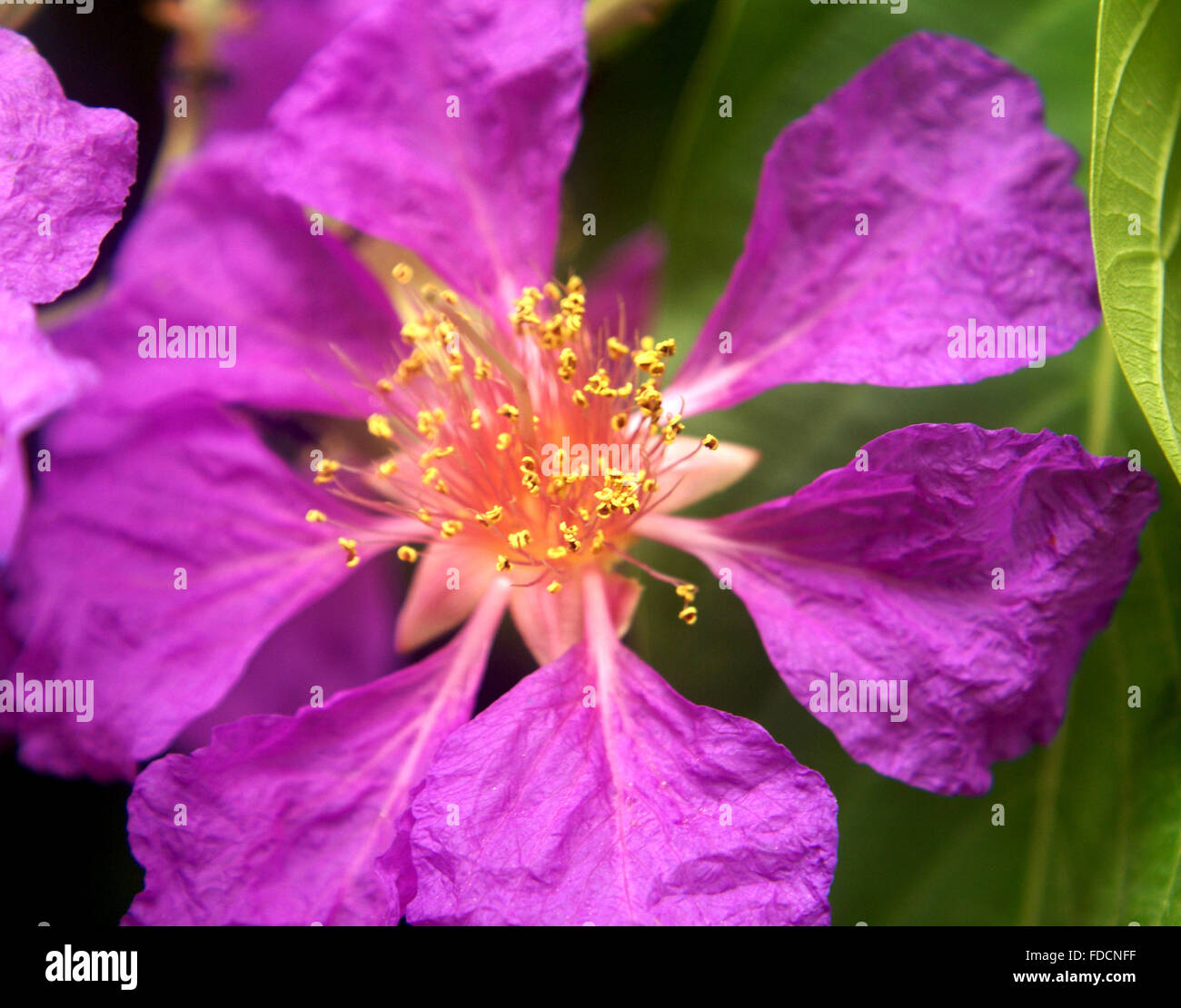 Lagerstroemia speciosa, orgoglio di India, albero con grande oblungo ellittica di forma ovale di foglie, fiori viola in pannocchie Foto Stock