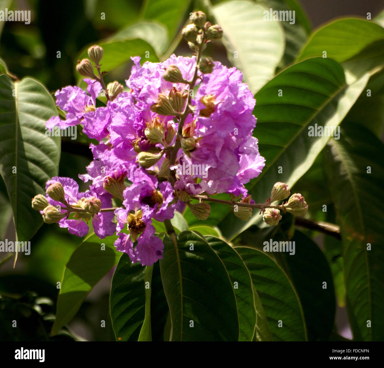 Lagerstroemia speciosa, orgoglio di India, albero con grande oblungo ellittica di forma ovale di foglie, fiori viola in pannocchie Foto Stock