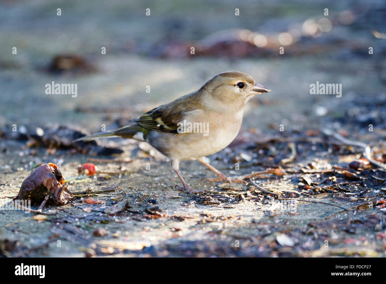 30 gen, 2015. Un fringuello (Fringilla coelebs) esegue la ricerca di cibo. La RSPB Grande giardino Birdwatch è un evento annuale che vede migliaia di persone di tutto il paese registra gli uccelli che vedono nel loro giardino Credito: Ed Brown/Alamy Live News Foto Stock