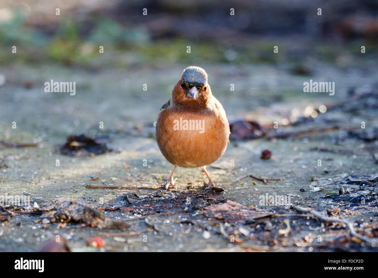 30 gen, 2015. Un fringuello (Fringilla coelebs) esegue la ricerca di cibo. La RSPB Grande giardino Birdwatch è un evento annuale che vede migliaia di persone di tutto il paese registra gli uccelli che vedono nel loro giardino Credito: Ed Brown/Alamy Live News Foto Stock