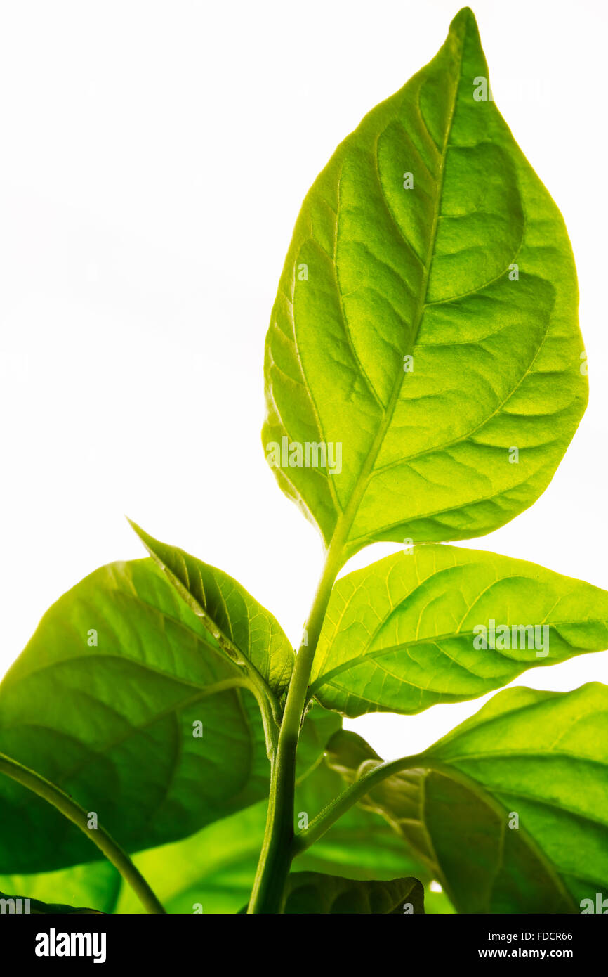 Germoglio verde che cresce dal seme. Concetto di primavera di vita nuova Foto Stock