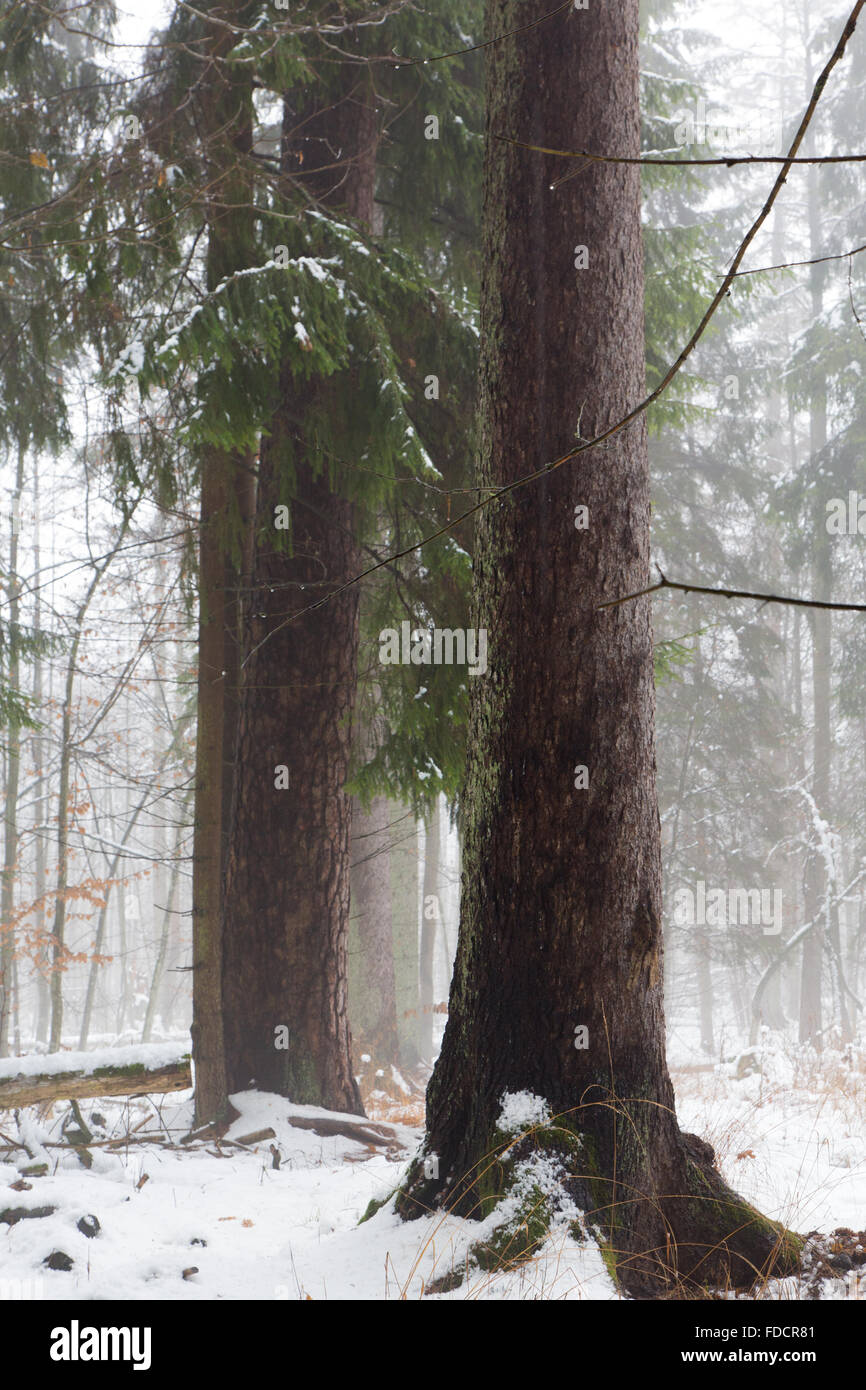 Vista invernale di foresta naturale con il vecchio albero di abete rosso nella nebbia con fusione della neve intorno, foresta di Bialowieza,Polonia,l'Europa Foto Stock