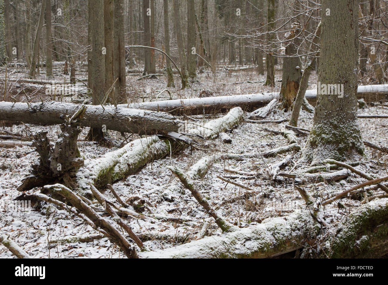 Nevicata dopo stand di latifoglie in mattinata con neve avvolto alberi e tigli in primo piano,Bialowieza Forest,Polonia,l'Europa Foto Stock
