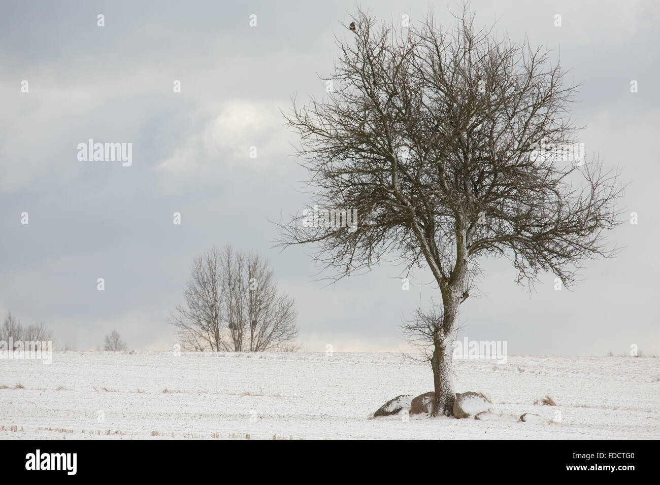 Lonely albero a foglie decidue in inverno un campo nevoso contro il cielo nuvoloso,Regione Podlasie,Polonia,l'Europa Foto Stock