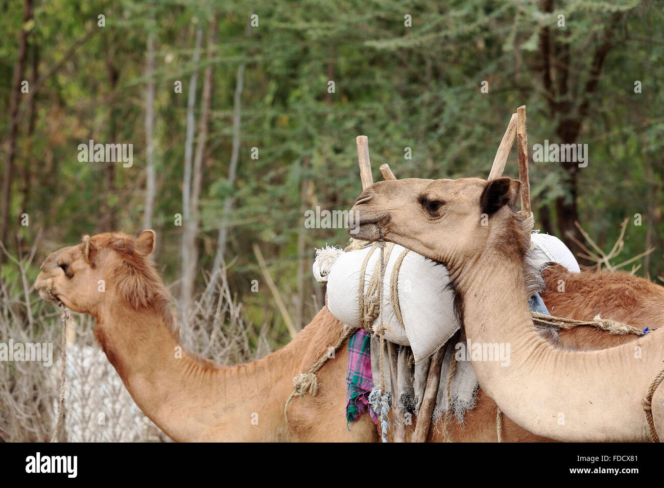 Dromedario cammelli per il trasporto di beni commerciali-mercato di domenica dove il oromos-amharas-Afar si incontrano. Senbete-Oromia-Etiopia. Foto Stock