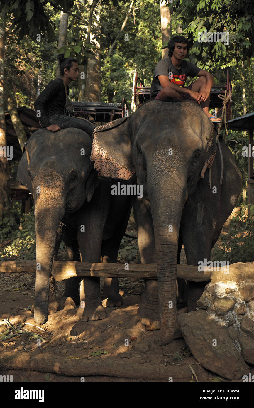 Kwan changs (mahouts) & chang (elefanti), divieto kwan chang elephant trekking (al di sopra di Klong figlio), Koh Chang, s. e. la Thailandia, in Asia. Foto Stock