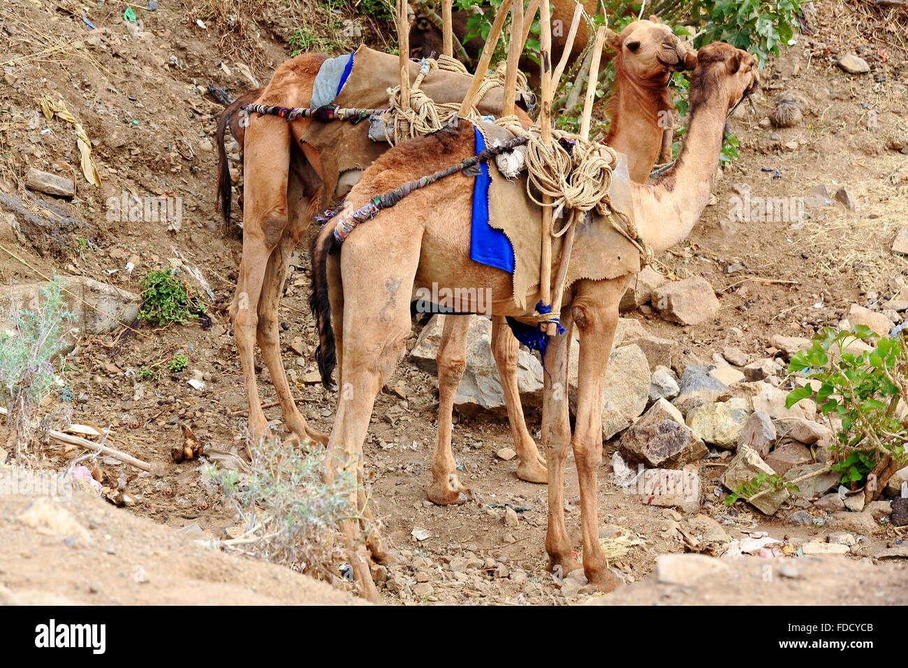 Dromedario cammelli per il trasporto di beni commerciali nel mercato di domenica dove il oromo-amhara-lontano i popoli si incontrano. Senbete-Ethiopi Foto Stock