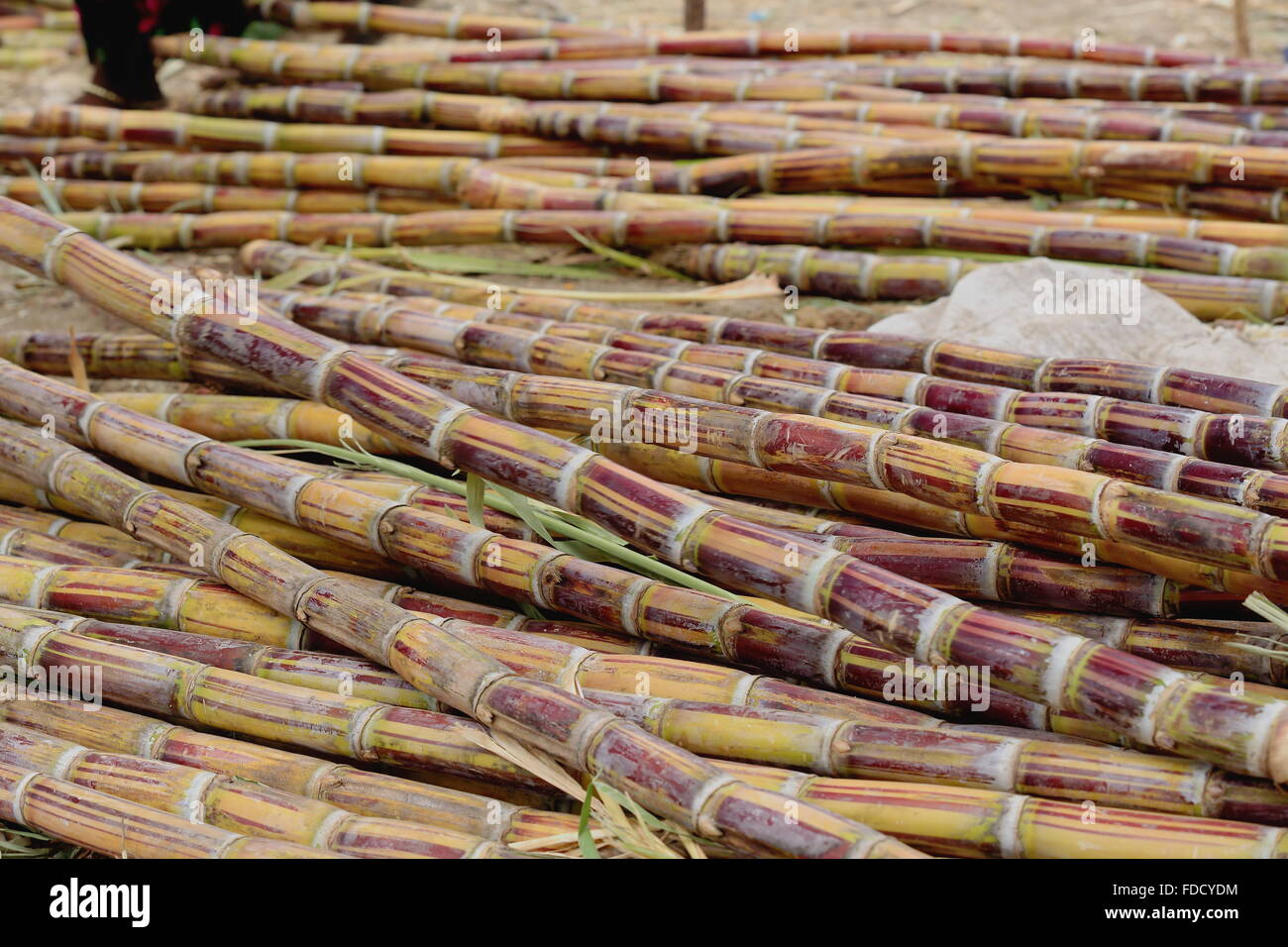 Canne da zucchero impostato su una fase di stallo sul pavimento per la vendita nel mercato di domenica dove il Oromo-Amhara-lontano i popoli si incontrano. Senbete-Ethiopia Foto Stock