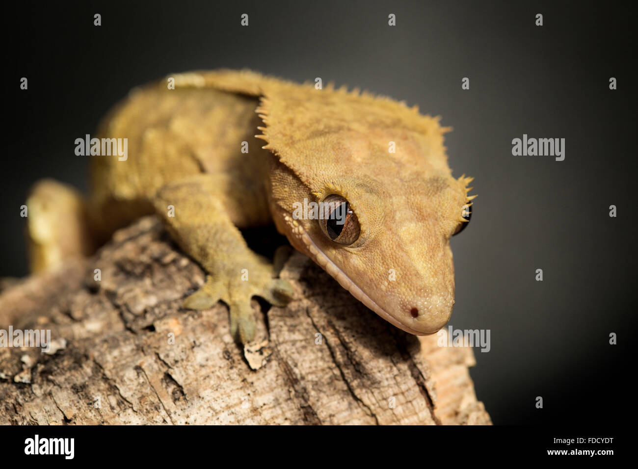 Nuovo Caledonian crested geco Rhacodactylus ciliatus, su un ramo Foto Stock