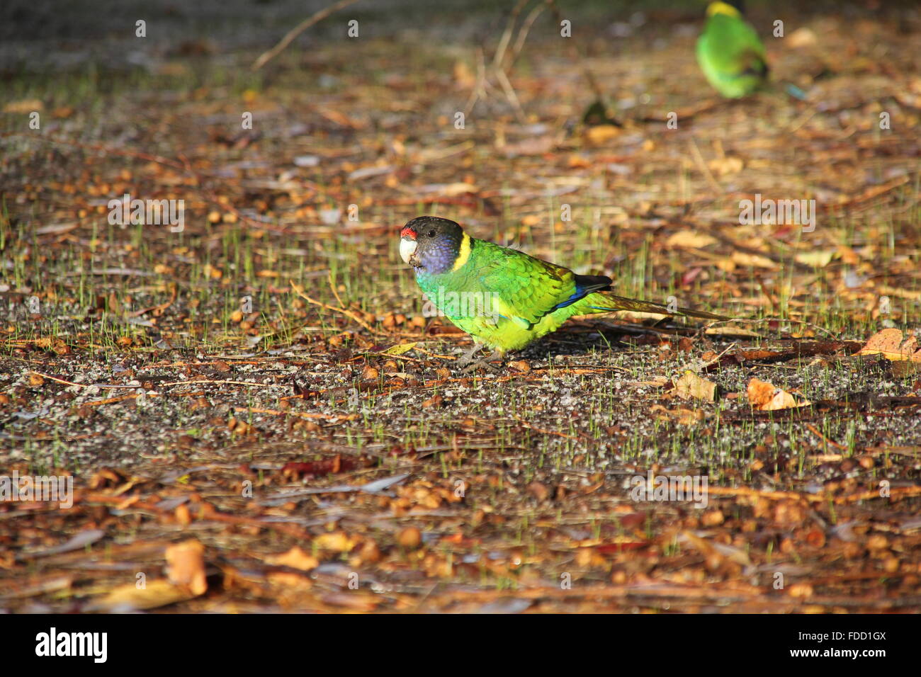 Ringneck australiano Foto Stock