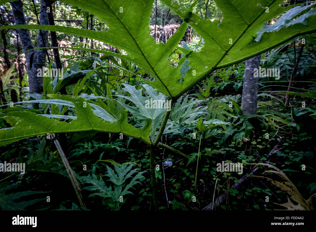 Heracleum sphondylium, nomi comuni o hogweed hogwee comune Foto Stock