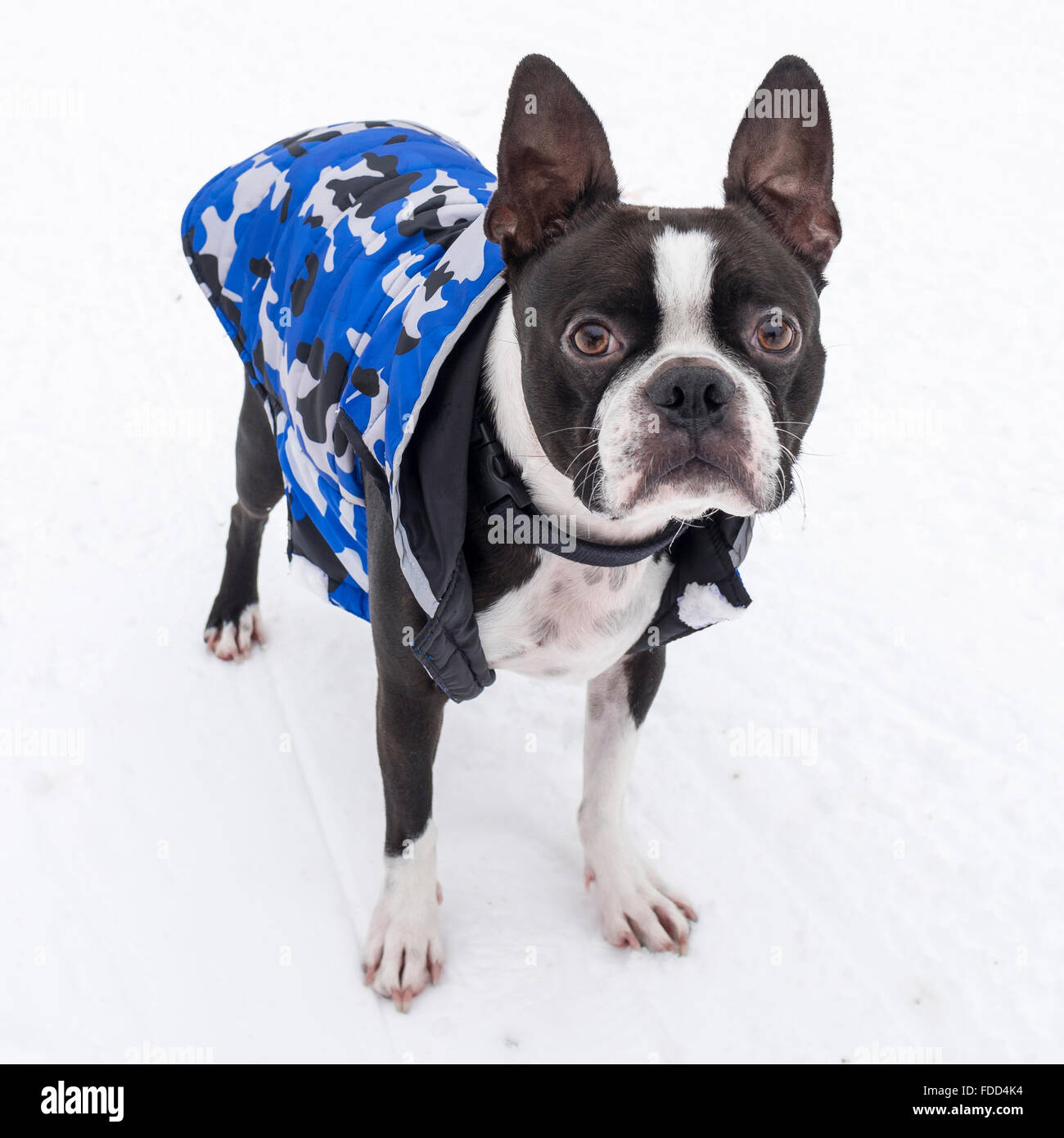 Boston Terrier cane nella neve indossando giacca blu Foto Stock