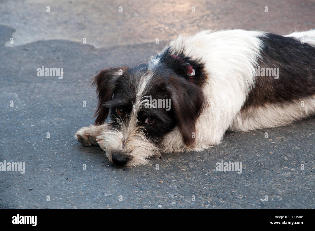 Bianco marrone cane posa su strada asfaltata in piccolo villaggio in Francia Europa Foto Stock