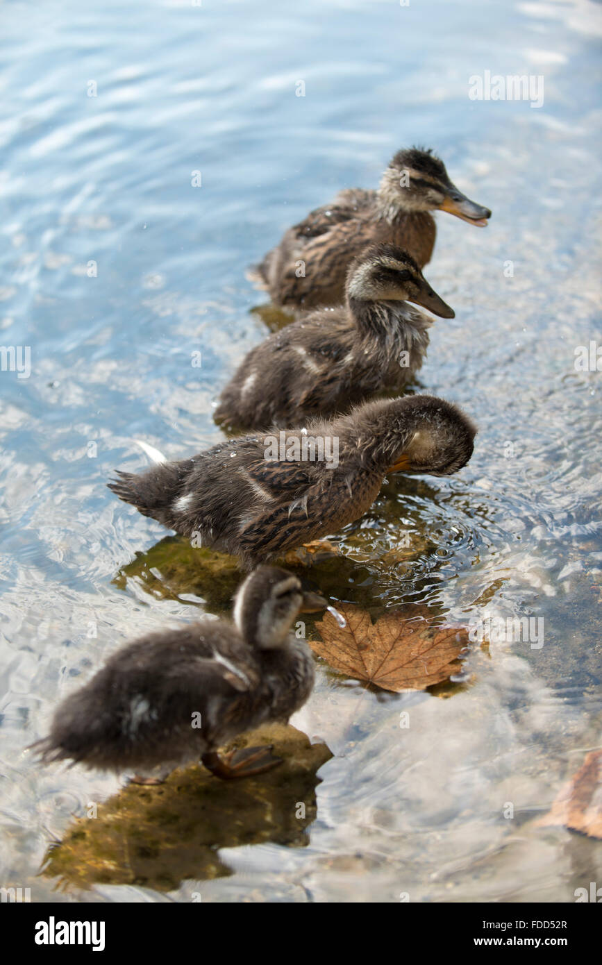 Giovani anatre in acqua in linea preen dall' Foto Stock