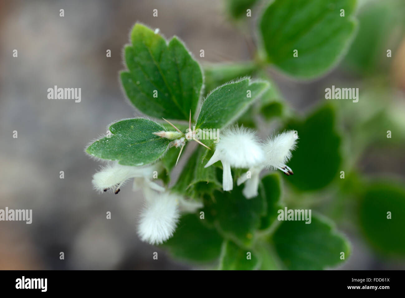 Ballota frutescens arbustiva Marrubio bianco fiori Acanthoprasium frutescens arbusti arbusto floreale RM Foto Stock