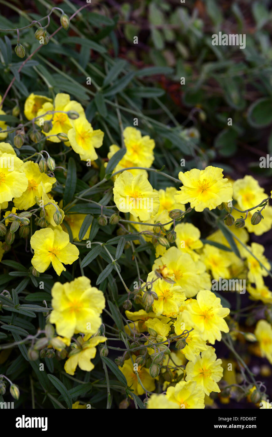 Helianthemum nummularium wisley primrose giallo fiore fiori fioritura sempreverde arbusto cespuglioso racemo floreale RM Foto Stock