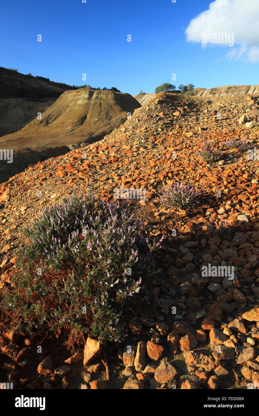 Heather nel Wheal cameriera valle vicino a Crafthandy in Cornovaglia, Foto Stock