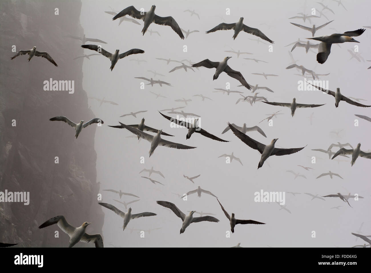 Sule battenti intorno a Bass Rock in Scozia nella nebbia Foto Stock