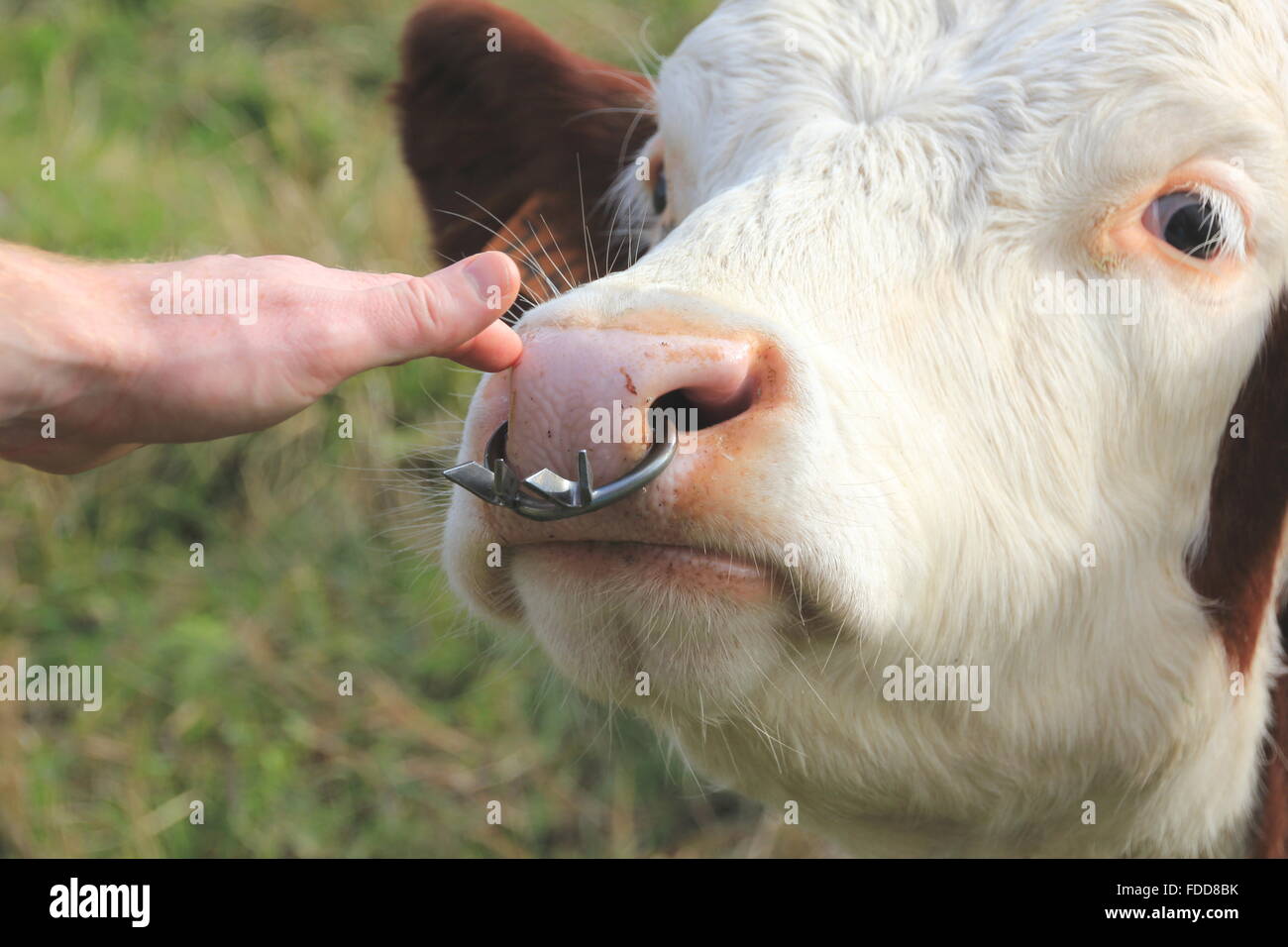 L uomo viene a contatto con il naso di una vacca Foto Stock