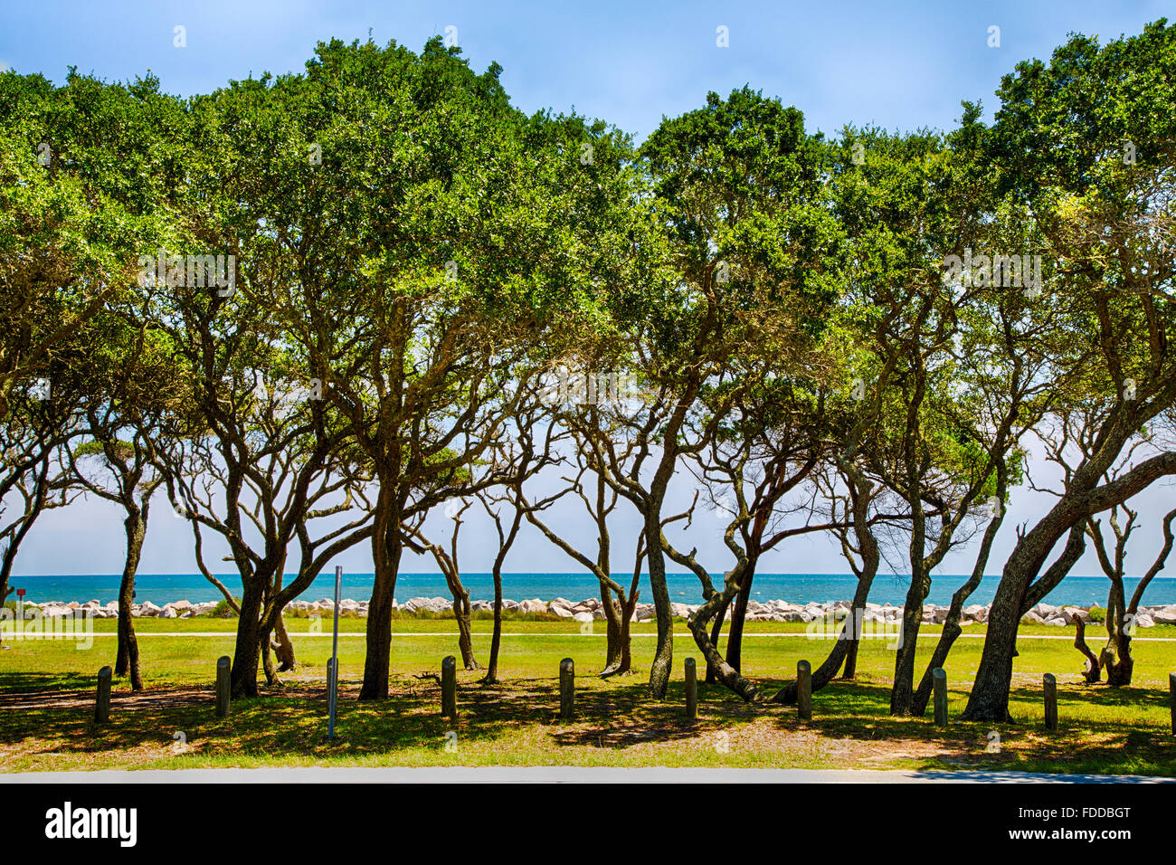 Linea di querce riva a Fort Fisher museum vicino a Kure Beach, Carolina del Nord. Foto Stock