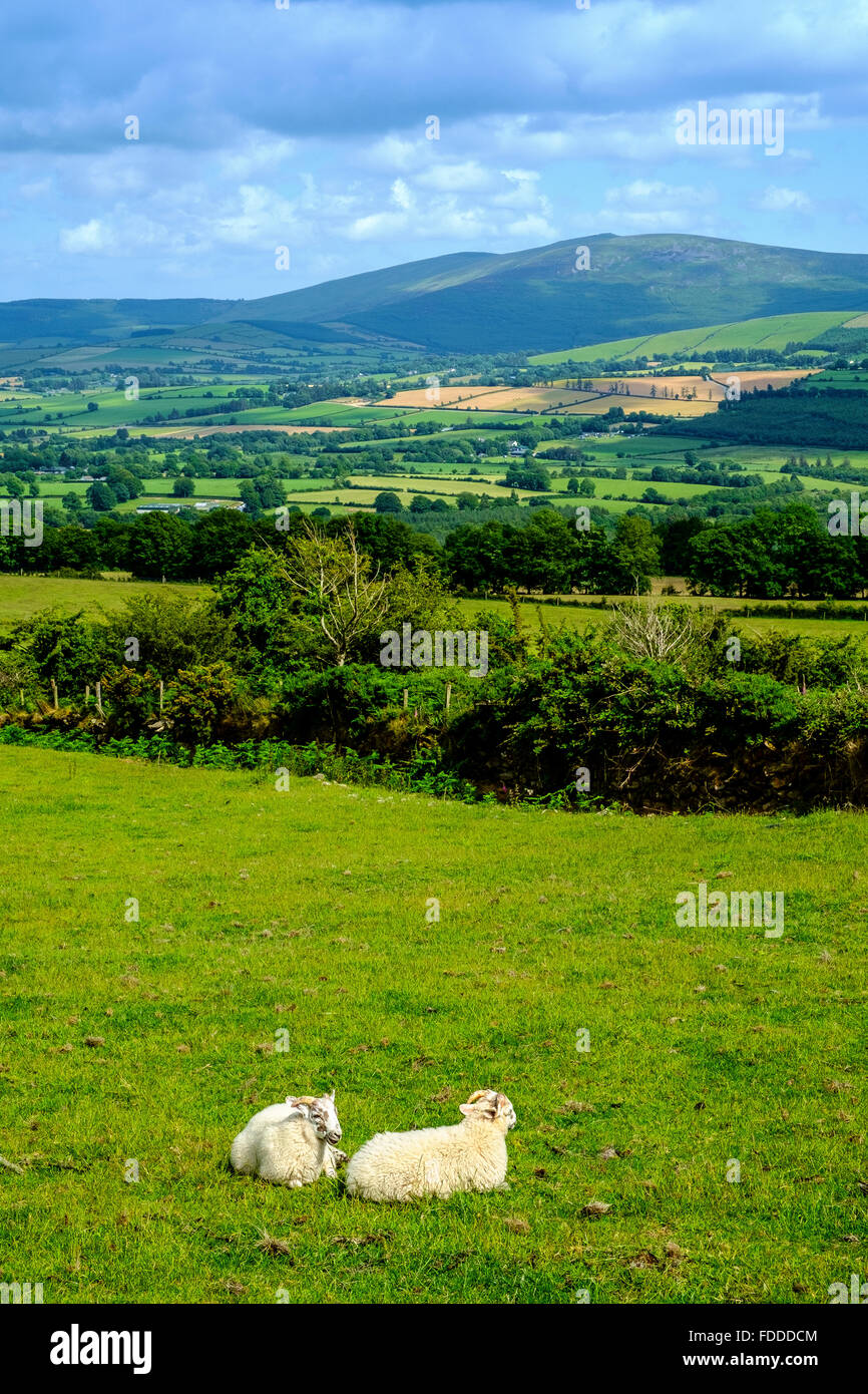 Irlanda Irish verde paesaggio farm bovini ovini regno unito Foto Stock