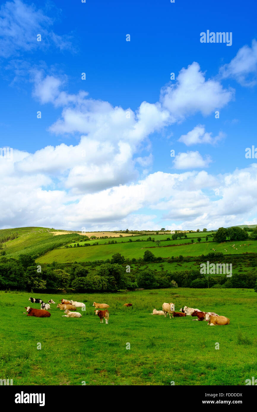 Irlanda Irish verde paesaggio farm bovini ovini regno unito Foto Stock