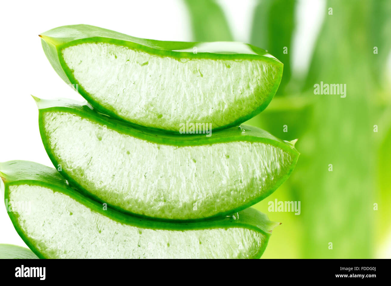Affettare aloe (Aloe barbadensis Mill.,Star cactus, Aloe, aloina, Jafferabad o Barbados) molto utile la medicina di erbe per la pelle Foto Stock