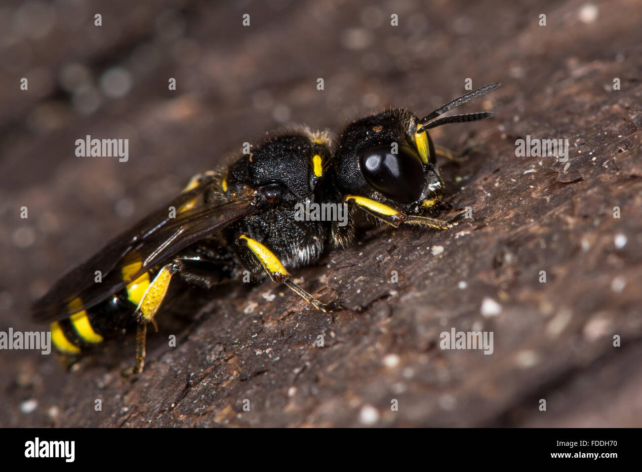 Continuus Ectemnius digger wasp. Un solitario wasp nella famiglia Crabronidae, a riposo su legno Foto Stock