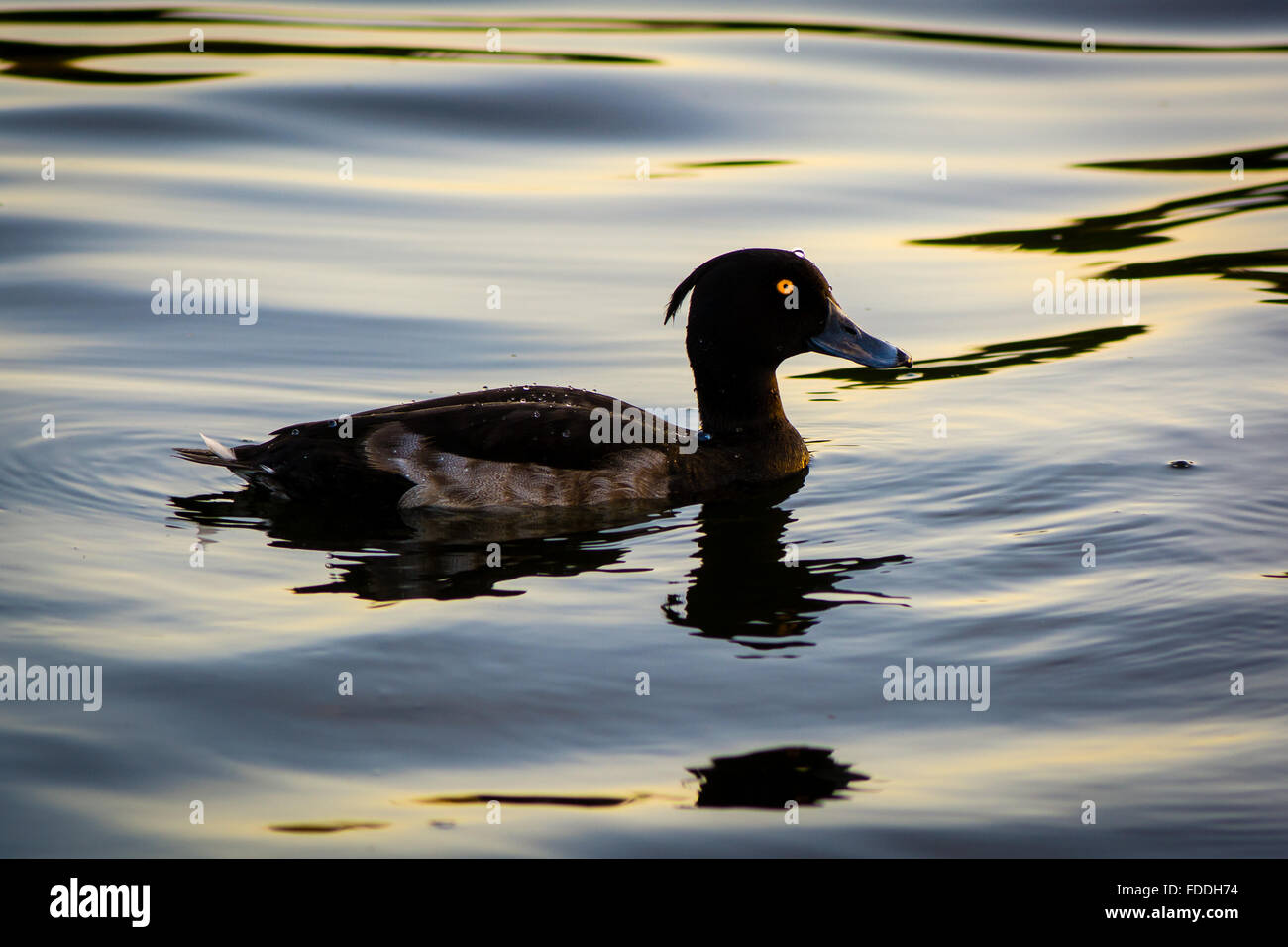 Moretta (Aythya fuligula). Un piccolo diving duck nel nuoto su un lago nel centro di Londra Foto Stock