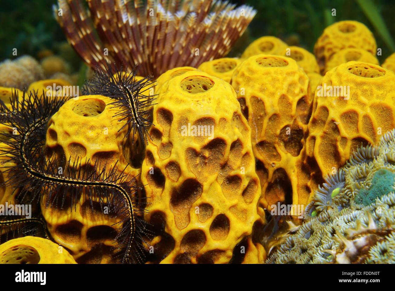 Vita sottomarina, close-up di tubo giallo spugna, Aplysina insularis, Mar dei Caraibi Foto Stock