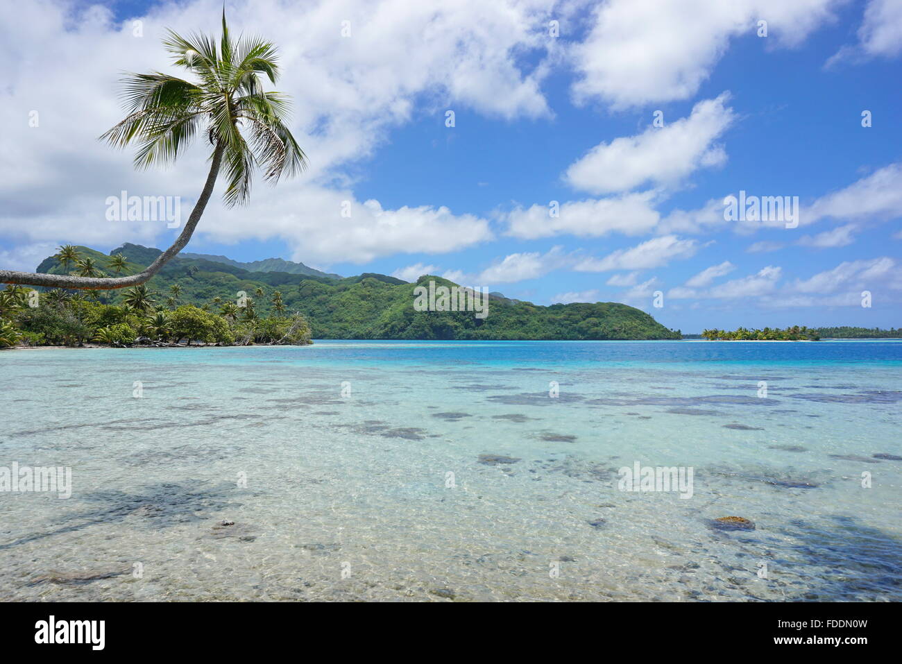 Un albero di cocco sporgendoti acque poco profonde della laguna con la costa e isolotto di sfondo, Huahine isola, Polinesia Francese Foto Stock