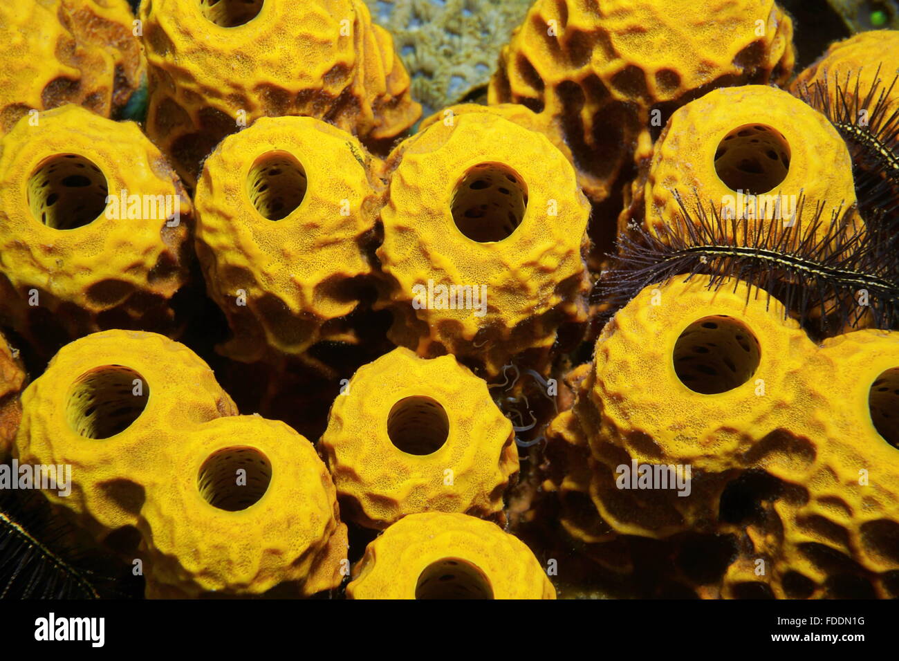 Sea Life, tubo giallo spugna visto dal di sopra, Aplysina insularis, Mar dei Caraibi Foto Stock