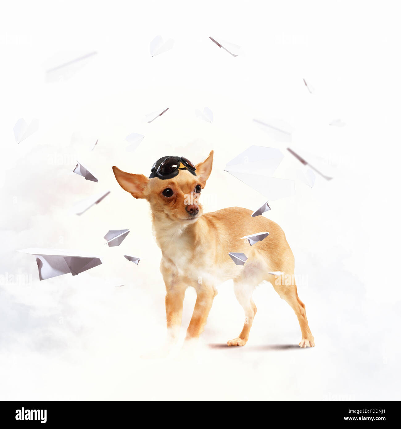Un cane che indossa un casco del pilota. I sogni del cielo. Divertente collage Foto Stock