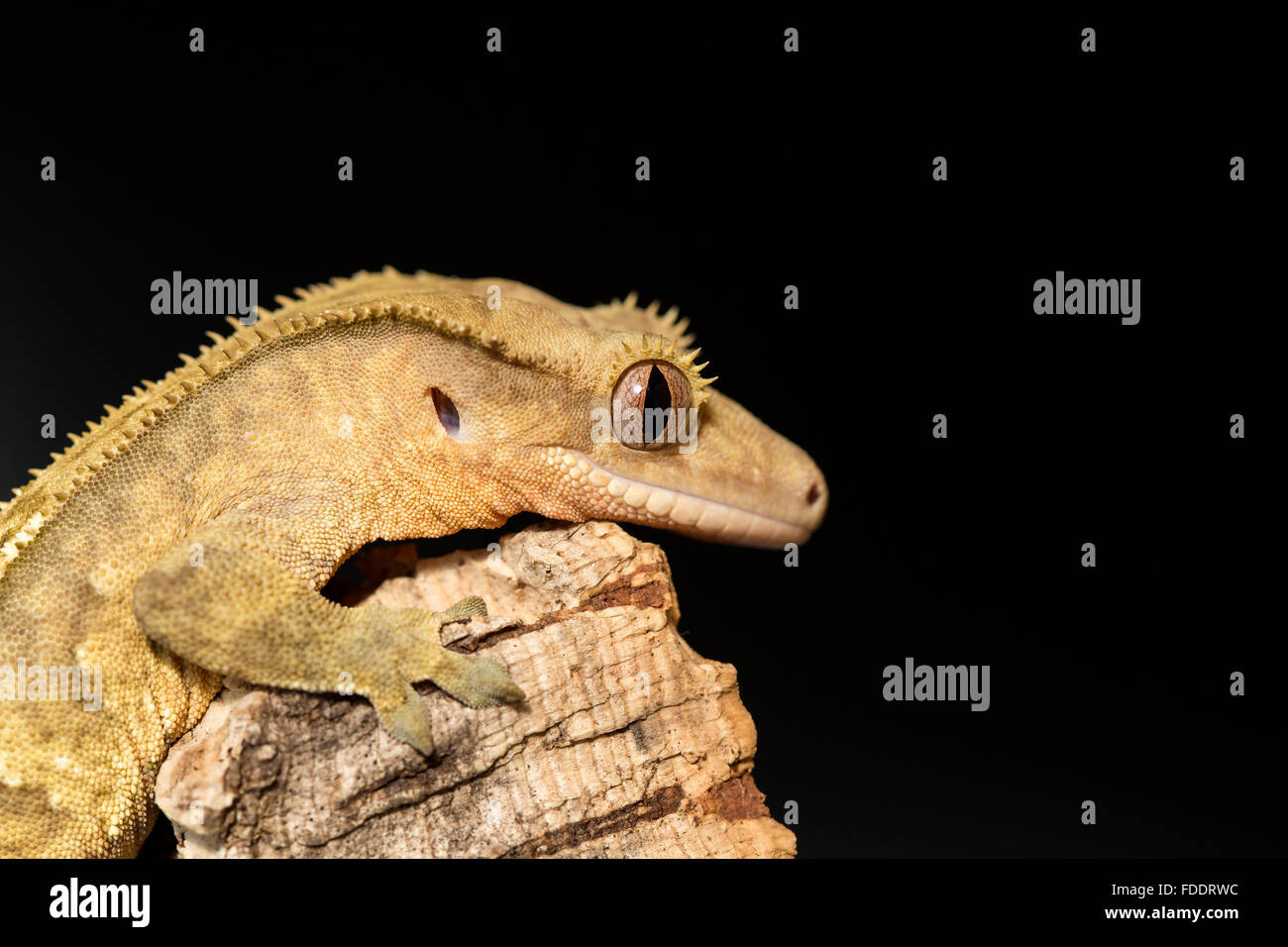 Vista laterale di un nuovo Caledonian crested geco Rhacodactylus ciliatus, su un ramo Foto Stock