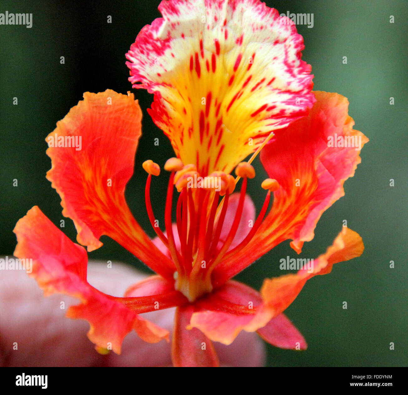 Delonix regia, Gulmohar, Royal Poinciana, boschi di latifoglie albero ornamentale con la felce come foglie e pezzata rossa fiori, avenue tree Foto Stock