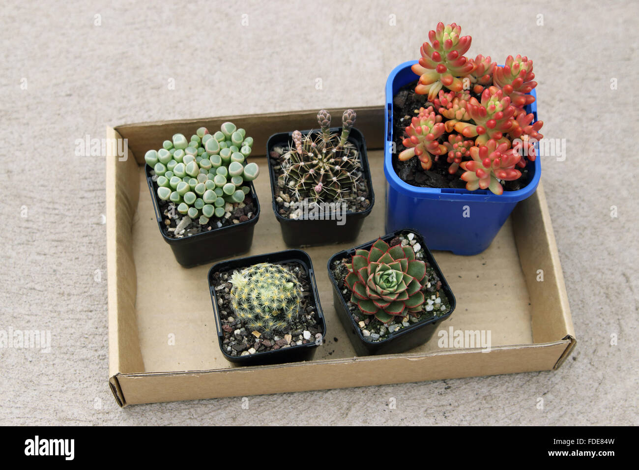 Varietà di piante succulente in un vassoio di cartone Foto Stock